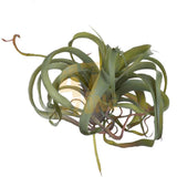 Faux Filler Green Spider Plant Stem Light Green Botanical Indoor Outdoor Garden Green Plant