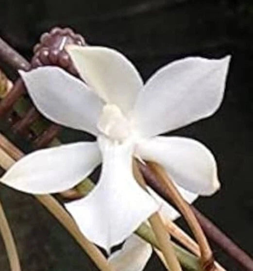 White miniature orchid with five broad petals on a stem