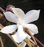 Lovely Fragrant African miniature - Aerangis kotschyana Orchids