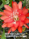 Red orchid cactus flower in 4 in starter pot, green spiny leaves visible