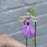 Cynorkis Lowiana Seedling #3 Terrestrial Orchid Orchids