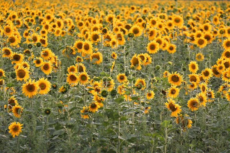 100 PEREDOVIK SUNFLOWER Helianthus Annuus aka Black Peredovik Good Oil / Oilseed Flowering Plants