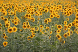 100 PEREDOVIK SUNFLOWER Helianthus Annuus aka Black Peredovik Good Oil / Oilseed Flowering Plants