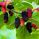 2 Live Red  Mulberry Trees 12-18Ó tall now Flowering Plants