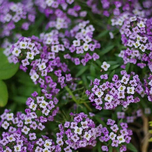 Violet Queen Alyssum Seeds | Purple Alyssum | Heirloom | Free Shipping | 1212 Flowering Plants
