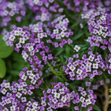 Violet Queen Alyssum Seeds | Purple Alyssum | Heirloom | Free Shipping | 1212 Flowering Plants