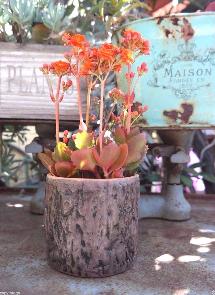 New Pottery Catus Flower Plant Pot Planter Garden Patio Decor Tree Trunk Garden Plants