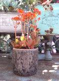 New Pottery Catus Flower Plant Pot Planter Garden Patio Decor Tree Trunk Garden Plants