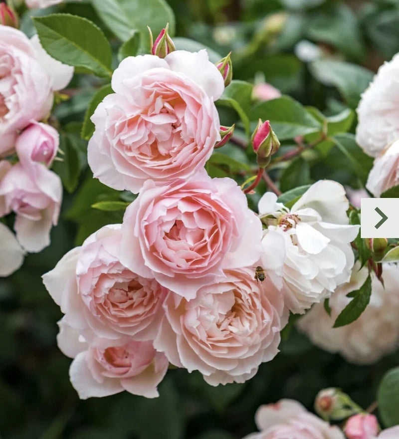 Pink and white rose blossoms with buds and green leaves