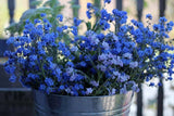 350+ / 2 grams  CHINESE FORGET-ME-NOT SEEDS  FRESH FOR YOUR FLOWER GARDEN Flowering Plants