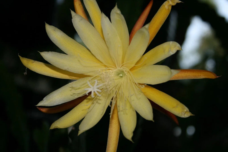 Yellow orchid cactus flower with long pointed petals and pale center
