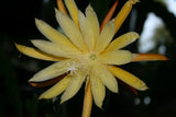 Epiphyllum, Orchid Cactus, " PETEY KELLY ", Don's Quart pots  FEB/4 Orchids