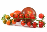 15+ Red Currant Tomato ~Solanum pimpinellifolium~ Spoon Tomato ~World's Smallest Flowering Plants