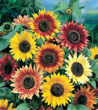 Sunflower Seed: Autumn Beauty Sunflowers Fresh Seed Sunflower