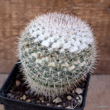 D4274 MAMMILLARIA GEMINISPINA pot9-H10-W9 cm MaMa Cactus Green Plant