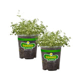 Bonnie Plants English Thyme 19.3 oz. 4-Pack Flowering Plants