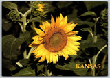 Kansas Sunflower State Flower Helianthus Close Up Bloom Botanical Postcard Sunflower