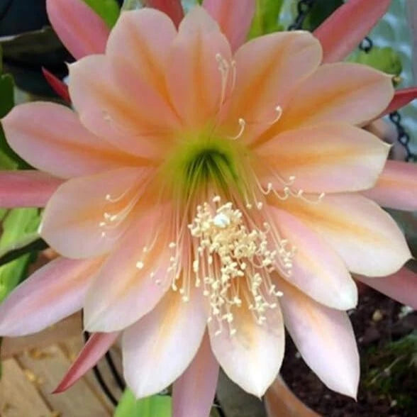 Peach-pink Epiphyllum orchid cactus flower on green cactus stems, in pot