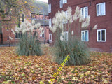 Photo 6x4 Pampas grass Worcester Pampas grass and a floor of fallen autum c2015 Pampas Grass