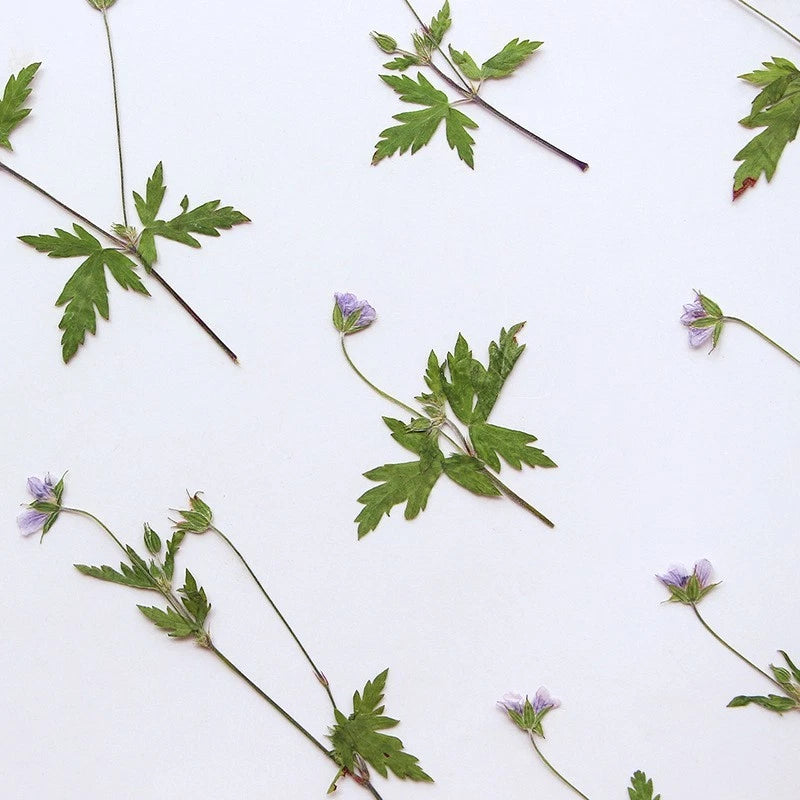 Pressed dried tiny purple flower on green leaf stems, 12-piece set
