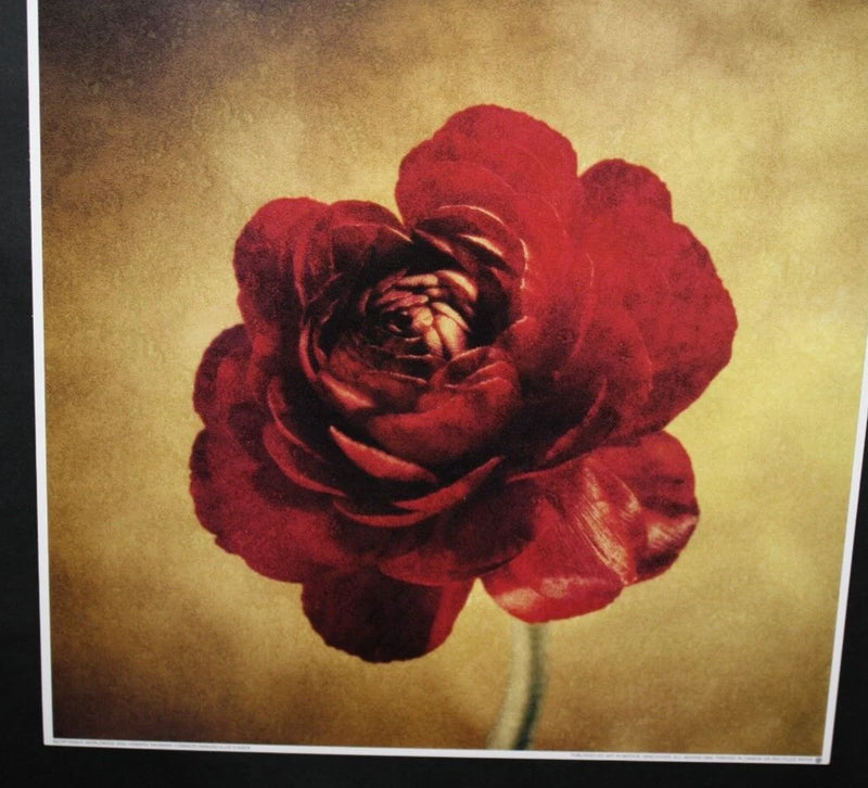 Howard Waisman "Crimson Ranunculus" 11.75x11.75 Art Print Flower Floral Plant Ranunculus