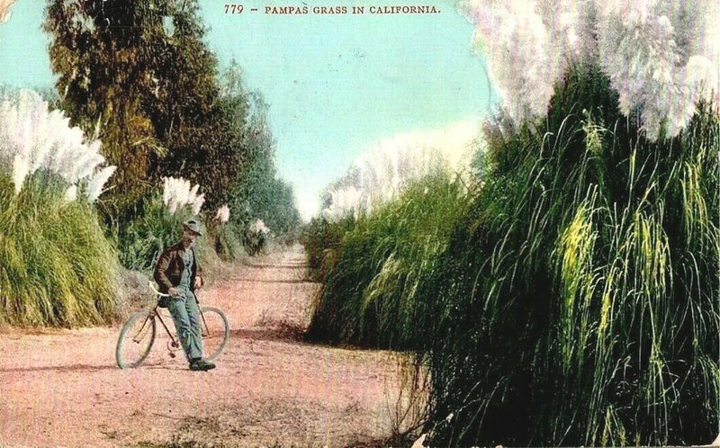 Pampas Grass in California, Pub. by Edward H. Mitchell, SF. Postmarked 1907 Pampas Grass