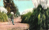 Pampas Grass in California, Pub. by Edward H. Mitchell, SF. Postmarked 1907 Pampas Grass