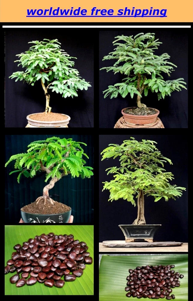 10+Srilankan Tamarind Seeds Tamarindus indica Tropical Fruit Flower Plant Bonsai Flowering Plants