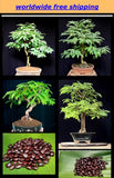 10+Srilankan Tamarind Seeds Tamarindus indica Tropical Fruit Flower Plant Bonsai Flowering Plants