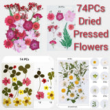 Dried Pressed Flowers for Resin DIY Dried Flower
