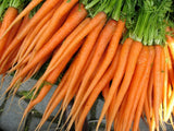 TENDER SWEET CARROT 700 SEEDS  NON-GMO FRESH FOR GARDENS Garden Plants