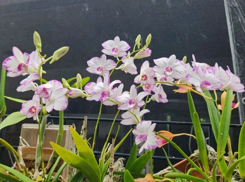 Purple-and-white Dendrobium orchid with pink centers, in green pot
