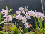 Dendrobium Enobi "Splash" Purple BS 3" Pot Division Orchids
