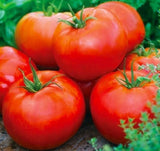 ACE 55 TOMATO SEEDS 100+ GARDEN culinary COOKING vegetables SAUCE FREE SHIPPING Garden Plants