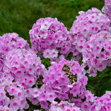 100+ Opalescence Phlox Seeds for Garden Planting - USA - FREE SHIPPING! Garden Plants