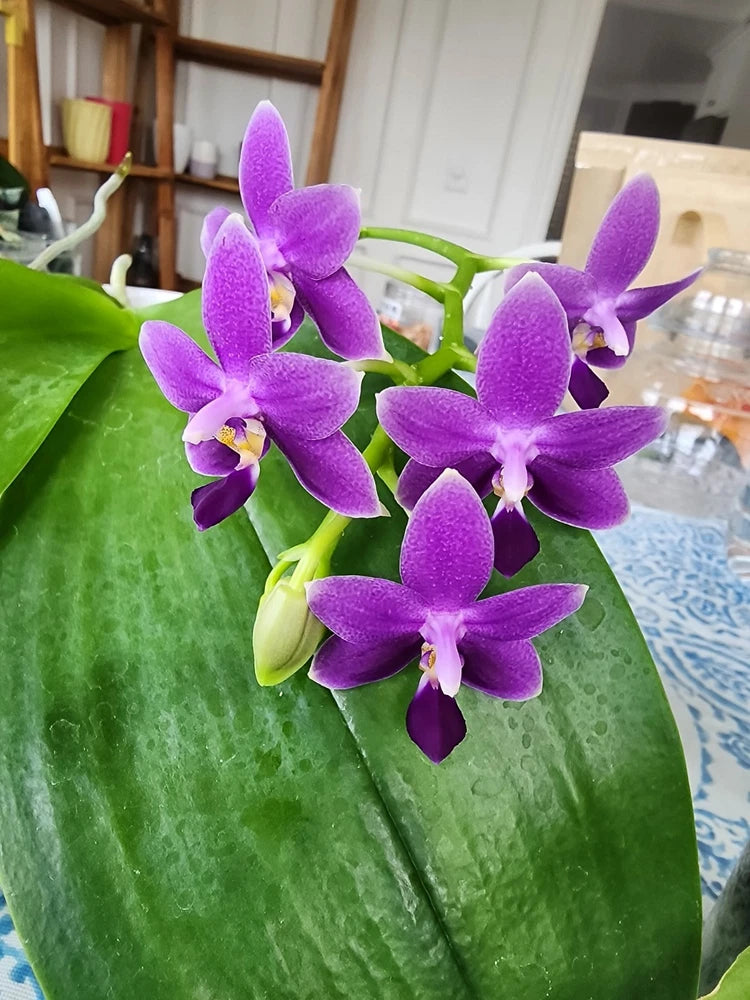 Purple orchid flowers with green leaves and budding stem