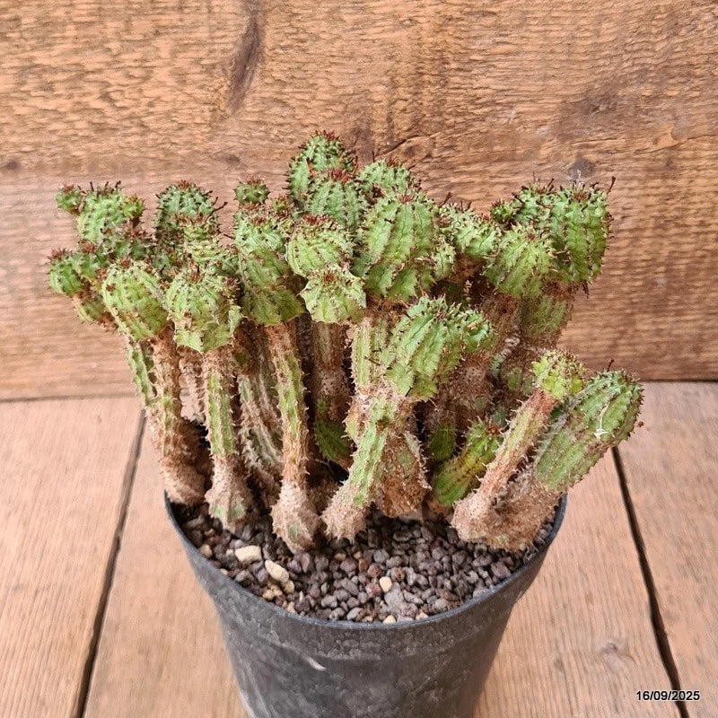 D6472 EUPHORBIA MULTIPROLIFERA pot14-H16-W20 cm MaMa Cactus Green Plant