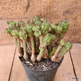 D6472 EUPHORBIA MULTIPROLIFERA pot14-H16-W20 cm MaMa Cactus Green Plant