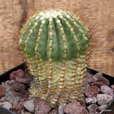 D3776 NOTOCACTUS ROSEULUTEOS pot14-H13-W9 cm MaMa cactus Green Plant