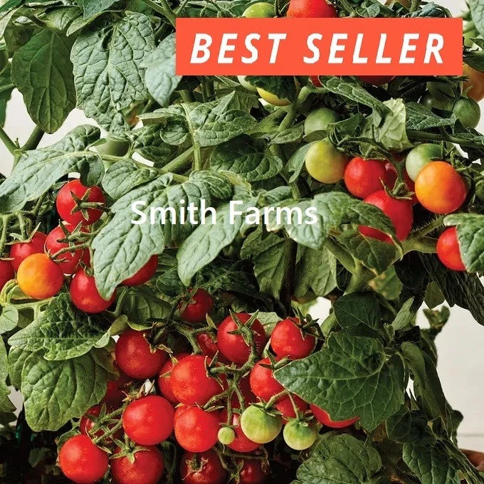 50+ Seeds Veranda Red Tomato Hybrid Juicy Easy to Grow Vegetable Garden Garden Plants