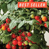 50+ Seeds Veranda Red Tomato Hybrid Juicy Easy to Grow Vegetable Garden Garden Plants