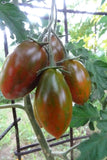 Audrey's Love - beautifully-striped sauce tomato on a compact plant Garden Plants