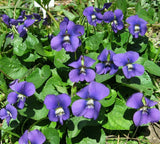15 Organic Common Blue Violet seeds ~ Viola sororia ~ Native *Free US Shipping* Garden Plants