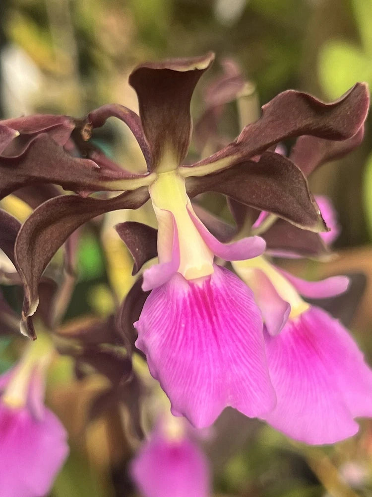 Orchid flower with maroon petals, yellow center, and bright pink ruffled lip