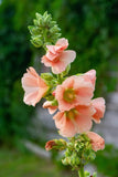 25 PEACH & BROWN HOLLYHOCK Alcea Rosea Flower Seeds Perennial *Flat S/H Flowering Plants