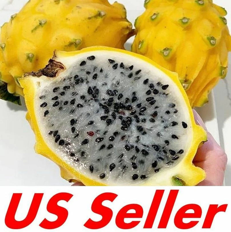 25 Seeds Yellow Dragon Fruit Seeds E66, pitahaya Hylocereus Megalanthus Seeds Garden Plants