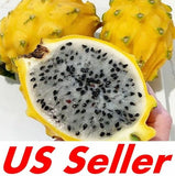 25 Seeds Yellow Dragon Fruit Seeds E66, pitahaya Hylocereus Megalanthus Seeds Garden Plants