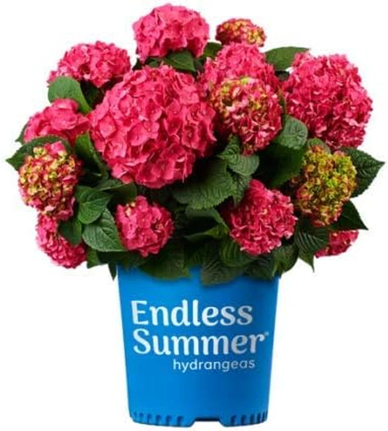 Hydrangea Endless Summer Crush (Bigleaf) Shrub, 2-Size Container, Red or Purple Hydrangea