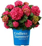 Hydrangea Endless Summer Crush (Bigleaf) Shrub, 2-Size Container, Red or Purple Hydrangea