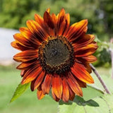 VELVET QUEEN SUNFLOWER - 100+ SEEDS - FRESH FOR GARDENS Garden Plants